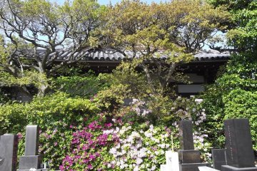 <p>The main hall is screened from the graveyard by a wall of greenery</p>