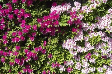 <p>The flowers in the screen add color to the graveyard</p>