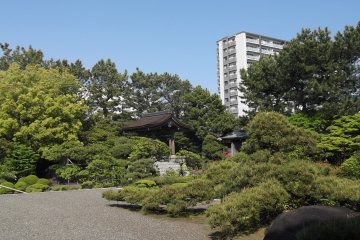 <p>The tree's branches spread like fingers across the gravel</p>