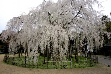 <p>Another view of grand weeping cherry tree</p>