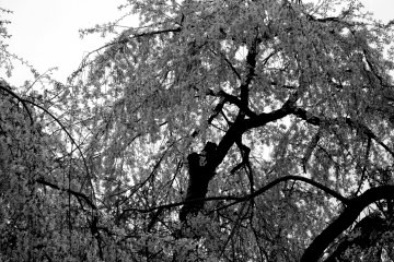 <p>Weeping cherry tree in B&amp;W</p>