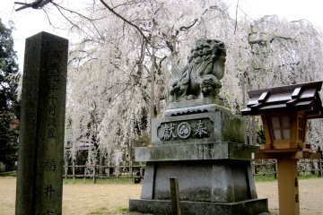 <p>Stone lion at the entrance of Asuwa Shrine with the backdrop of weeping cherry tree</p>