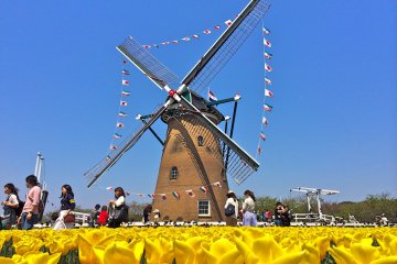 Sakura Tulip Festa in Chiba