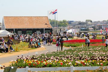 Sakura Tulip Festa is held annually from April 1st to April 29th. Pictured here is the mini-market and just a few of the colorful tulips in bloom.