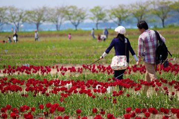 This family brought their two dogs and took them on a walk along the tulip paths.