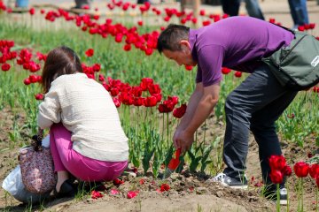 For 1,000yen, you can shovel as many tulips into the plastic bag provided and bring them home to enjoy!
