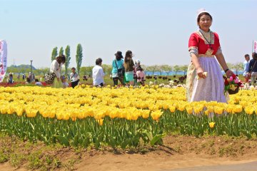 A staff member is available to assist with photographs in the beautiful setting of sunny yellow tulips.