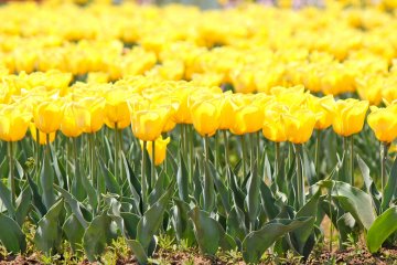 Sunny Yellow Tulips are a sure sign that Spring is here!
