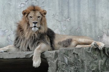 Asa Zoo