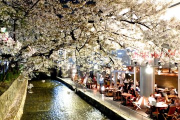 <p>Customers enjoying a meal or coffee along the Shirakawa River, Kyoto, on a beautiful spring night</p>