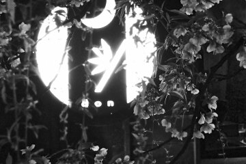 <p>Restaurant sign nestled within the branches of a cherry tree</p>