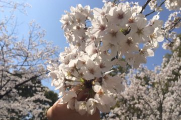 Sakura
