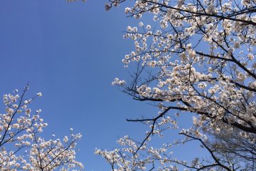 Sakura di bawah sempurna langit biru
