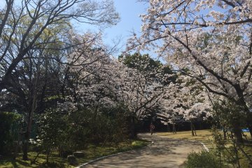Sakura di sekitar taman