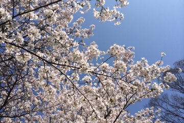 Sakura