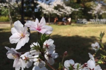 Sakura