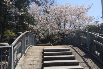Hanami at Bairin-ji