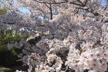 <p>A close-up look at&nbsp;sakura</p>