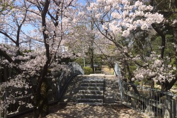 <p>In the shadow of sakura</p>