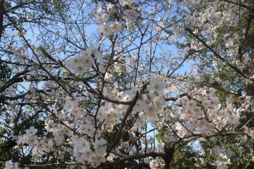 <p>Sakura</p>