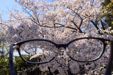 <p>Sakura through my glasses</p>
