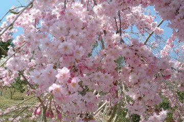 Cherry Blossoms