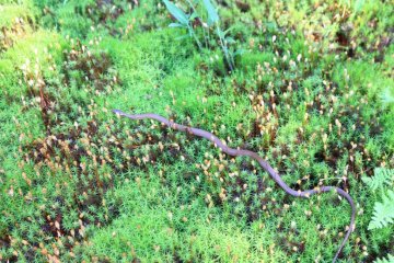 Snake in the grass