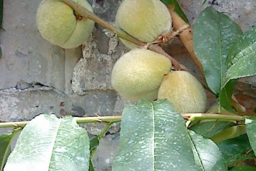 <p>We didn't eat all of the fruit... some&nbsp;was still not ripe enough</p>