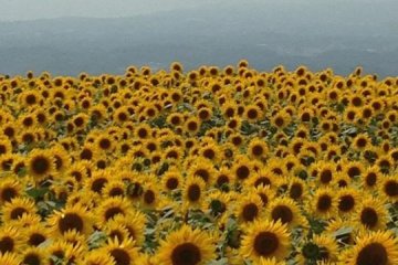 <p>Not very far from the Yama no Kajyu-en we found a vast field of gigantic sunflowers, all restlessly facing the late-July sun. It looked like if they were in worship</p>