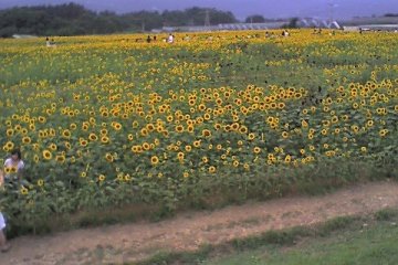 <p>More sunflowers</p>