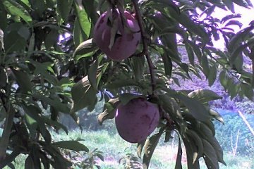 <p>The yellow plums were very juicy, their taste reminded me of my grandfather's produce when I was a child</p>