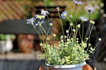 <p>The menu is only in Japanese, but limited to only a handful of items - a variety of herb teas, juice, coffee, desserts, and a single light 'lunch of the day'.</p>