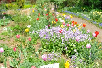 <p>The flowers change with the season and are really lovely. The garden is a nice stop after shopping for pottery in central Kasama, but is only accessible by car.</p>