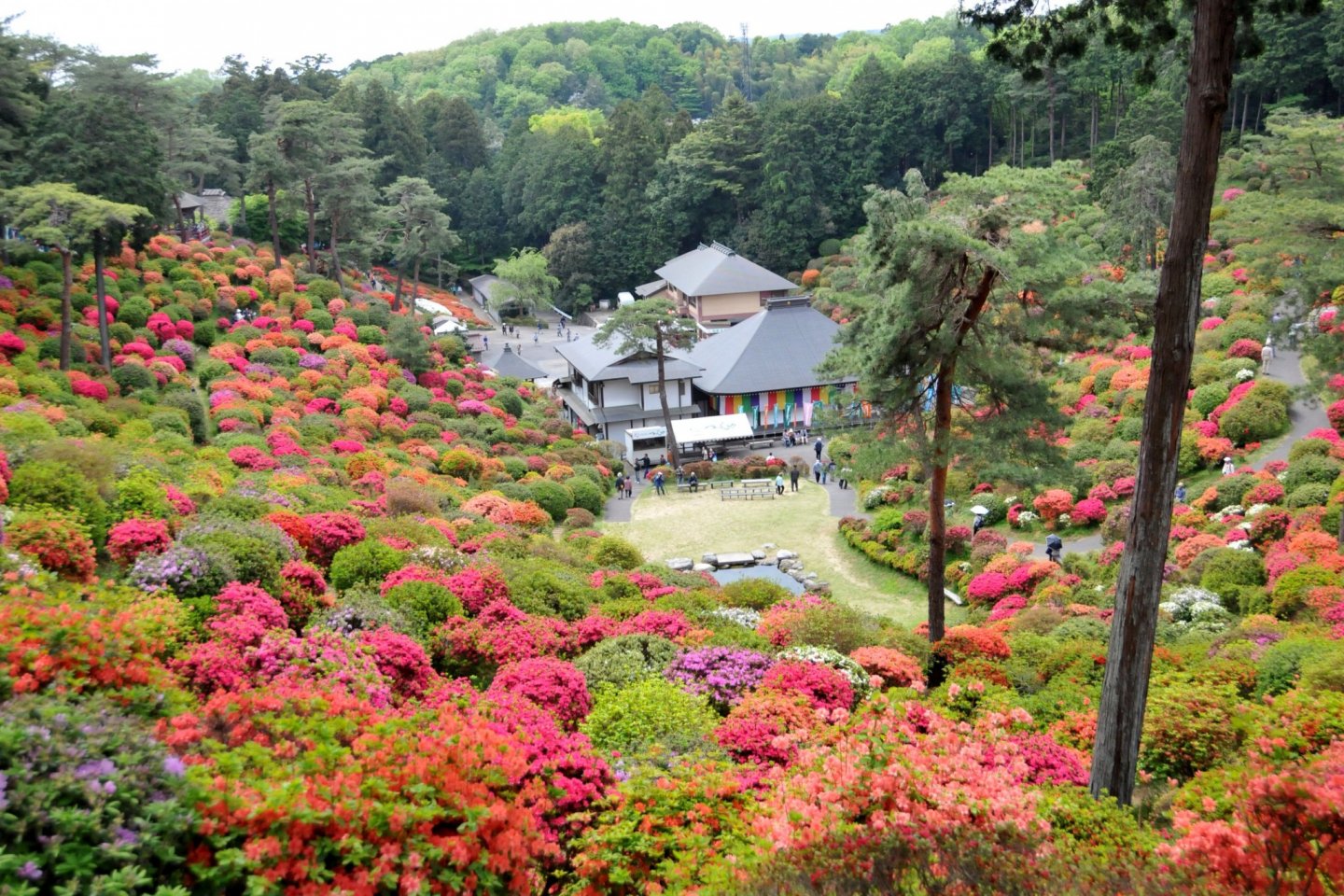 Shiofune Kannon Azalea Festival