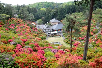 Shiofune Kannon Azalea Festival