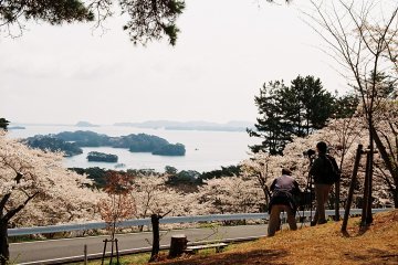 <p>Sakura in full bloom</p>