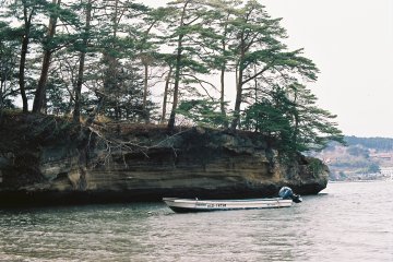 <p>The pine are beautiful year-round</p>