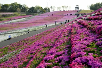Tochigi's Flower Carpet Festival