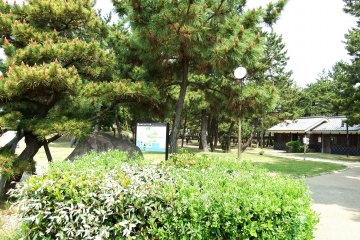 <p>Pine trees inside Maiko Park. There are 1,500 pine trees in the park</p>