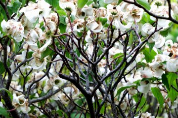 <p>Flowering tree in white</p>