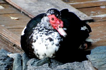 <p>...What is the name of this bird?!</p>
