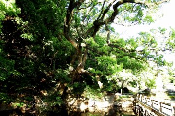 <p>There are curious-shaped trees everywhere in this park. This particular one looked as though it was about to pounce upon us</p>