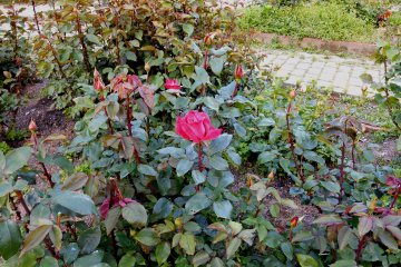 <p>There's an impressive rose garden inside the park. But the roses had just started to bloom and this was the only one flowering</p>