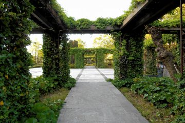 <p>This is the rose garden. Imagine how it looks when all roses are in full bloom!</p>