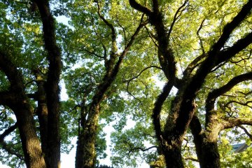 <p>Another bunch of trees that seemed to be alive and moving</p>