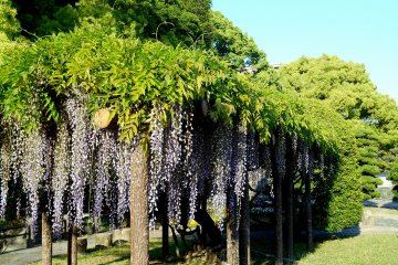 <p>There are also Japanese Wisteria here and there, blooming over the wooden trellis</p>