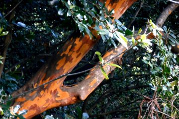 <p>Peculiar-colored tree in the Castle mountain (primeval forest). It is ORANGE! I have no idea what this tree is. Please let me know if you know what this is!</p>