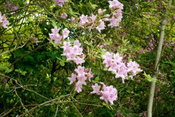 <p>On the way to the memorial monument, there were beautiful wild azaleas blooming alongside the walking path</p>