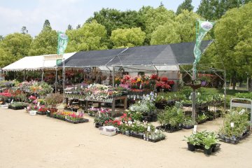 <p>Stalls selling flowers</p>