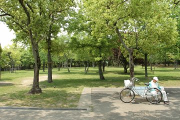<p>All the trees and greenery</p>